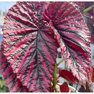 WAF rare Begonia Brevirimosa 鱒鱼秋海棠 with 150mm pot direct from Cameron Highlands