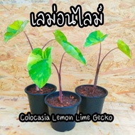 พร้อมส่ง โปรโมชั่น บอนเลม่อนไลม์ Colocasia Lemon Lime Gecko ส่งทั่วประเทศ พรรณ ไม้ น้ำ พรรณ ไม้ ทุก ชนิด พรรณ ไม้ น้ำ สวยงาม พรรณ ไม้ มงคล