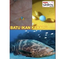 GELIGA IKAN KERAPU BIRU