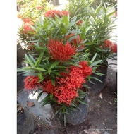 Pokok Ixora Sri Lanka/ Ixora Thai Curled leaf