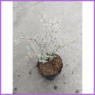 ✗ ◙ ☸ Variegated African Talisay Tree  Variety