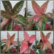 Aglaonema Legacy Series, Black, Red, Pink and White Legacy