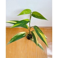 BANISAD. TANAMAN HIAS EPIPREMNUM AMPLISSIMUM VARIGATA / PHILODENDRON