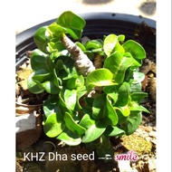 Khz dha 2 seeds  Adenium seeds tailand imported 富贵花种子泰国，单层花瓣 沙漠玫瑰 Thailand seed