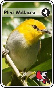 BURUNG PLECI WALLACEA BANDUNG