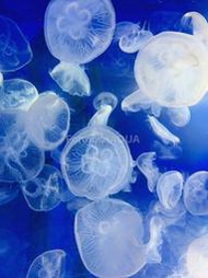 ◆㊣FormosaAQUA丑魚棧◆海月水母（moon jellyfish)，水母/海蜇/水母飼養◆