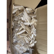 4inch Cuttlefish Bone