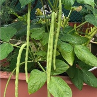 5 pcs benih kacang panjang renek hijau/dwarf yardlong vege seed plants seed veggie seed