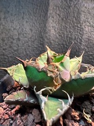 凱撒嚴龍 龍舌蘭Cj 紅貓綠貓塊根 多肉植物 象牙宮龜甲龍 龍舌蘭漆樹乳香象牙宮黑王丸孤龍丸象漆植木鉢