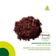 Rijk Zwaan AMANDINE RZ (85-90) Lettuce Lollo Rosso Seeds (1000 pills)