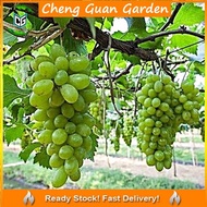 Anak Pokok Anggur Heliodor Grape Buah Kuning Pokok Stabil Pokok Kawin