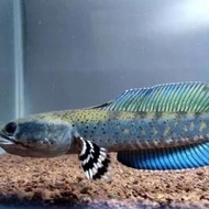 Channa Blue Pulchra 3-4cm