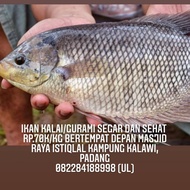 ikan gurame hidup 1kg