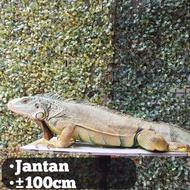Iguana Jantan Green Colombia size ±100cm