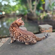 kucing bengal brown jantan ped