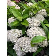 Pokok   Ixora  Putih