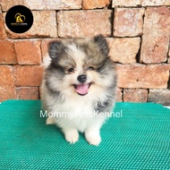 Dog Mini Pom jual anjing TERMURAH !