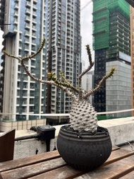 安博棒槌 塊根植物
