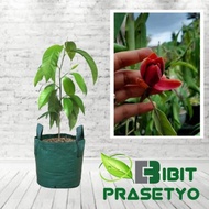Bibit Tanaman Kantil Merah Original / Bunga Langka