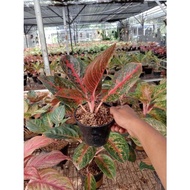 TN PROMO AGLONEMA !!! Aglaonema Adelia