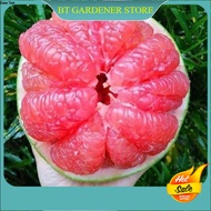 Pokok Tut Limau Bali Isi Merah Manis Ready Stock Sarawak
