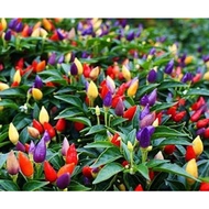 Ready stock~ Anak pokok/15 pcs Biji benih cili padi pelangi/3 colour chilli seeds