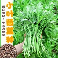 現貨 批發批發　小葉茼蒿種子光桿茼蒿菜陽臺四季蔬菜皇帝菜種籽多次采收易種蔬菜