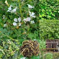 ผักเสี้ยน 3000-4000 เมล็ด59บาทซื้อ2เเถม1