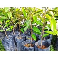 Anak Pokok Durian Belanda Pokok Durian Belanda Untuk Tanam Benih Pokok Durian Belanda Sapling Soursop Plant in Polybag