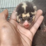 musang biul baby