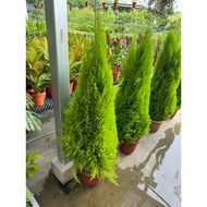 Christmas tree Cypress cupresses macrocarpus scents 0.6/0.9/1.2meter height premium plants free fert