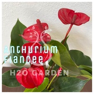H2O - Anthurium Fiancee 小娇红掌 Indoor Plant Live Plant