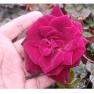 Pokok Bunga Ros Wangi Kuntum Besar Pokok Bunga Hidup Rose Live Plant Ros Kelopak Besar Fragrant Rose