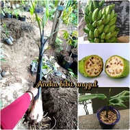 BIBIT PISANG KLUTUK WULUNG PISANG BATU PISANG HITAM PISANG MANGGALA HITAM
