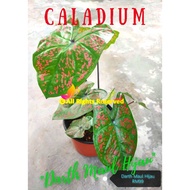 🍃 Caladium Plants-Pokok Keladi /Indoor Plant/Real Live Plant [Ready Stock] Caladium : Darth Maul Hijau" 🍃