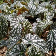 (0_0) Tanaman indoor begonia polkadot silver - begonia - begonia Maya