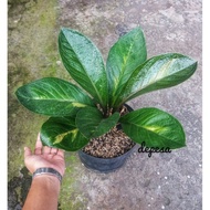 Anthurium jemani mangkok tornado varigata dewasa