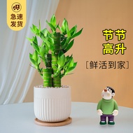 Lucky Bamboo Office Green Plant Small Potted Flower Indoor Desktop Ornament Workstation Hydroponic P