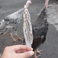Ayam kalkun / Ayam / ayam kalkun / Kalkun / indukan ayam kalkun / kalkun betina / telur kalkun
