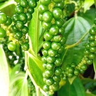 Sarawak Black Pepper Lada Hitam Sarawak