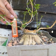 bonsai miniking material bebuas 壽娘子 sancang premna