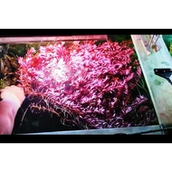 Aquarium Plant - Rotala Blood Red