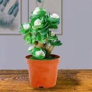 Plants that are truly alive 活着的植物CLCEYGreen Plant Pot Money Wood Succulent Plant Old Pile with Pot V
