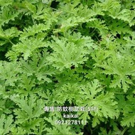 防蚊樹盆栽(5吋)