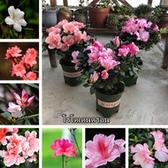 โตไว ปลูกง่าย พร้อมสต็อก โรโดเดนดรอน Rhododendron Seeds 50pcs เมล็ดพันธุ์ บอนสี เมล็ดดอกไม้ เมล็ดบอนสี บอนสีสวยๆ บอนสีหายาก ดอกไม้ ต้นไม้มงคล บอนสีชายชล เมล็ดพันธุ์ดอกไม้ เม็ดบอนสี ดอกไม้จริง ต้นดอกไม้สวยๆ Flower ของแต่งสวน บอนไซ ต้นไม้ฟอกอากาศ Plants