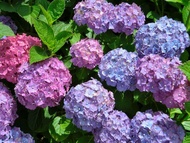 ต้นพันธุ์ ดอก ไฮเดรนเยีย  Hydrangea  พร้อมปลูกในถุงดำ  89บาท  ปลูกไฮเดรนเยีย ดอกไม้เปลี่ยนสีได้ ใช้แ