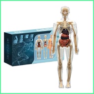 Human Body Model for Kids 3D Human Body Anatomy Skeleton Model Kits Educational Toys Physiology for 