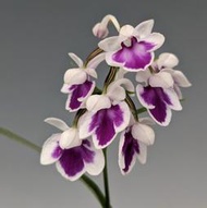 Ponerorchis graminifolia "Pink" x self  羽蝶蘭 / 蘭花瓶苗