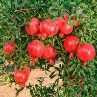 Cây giống Lựu đỏ ấn độ (ẢNH THẬT )-PHÂN NPK TỔNG HỢP