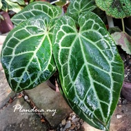 Anthurium Crystallinum Dark Form X Magnificum (Live Plant)